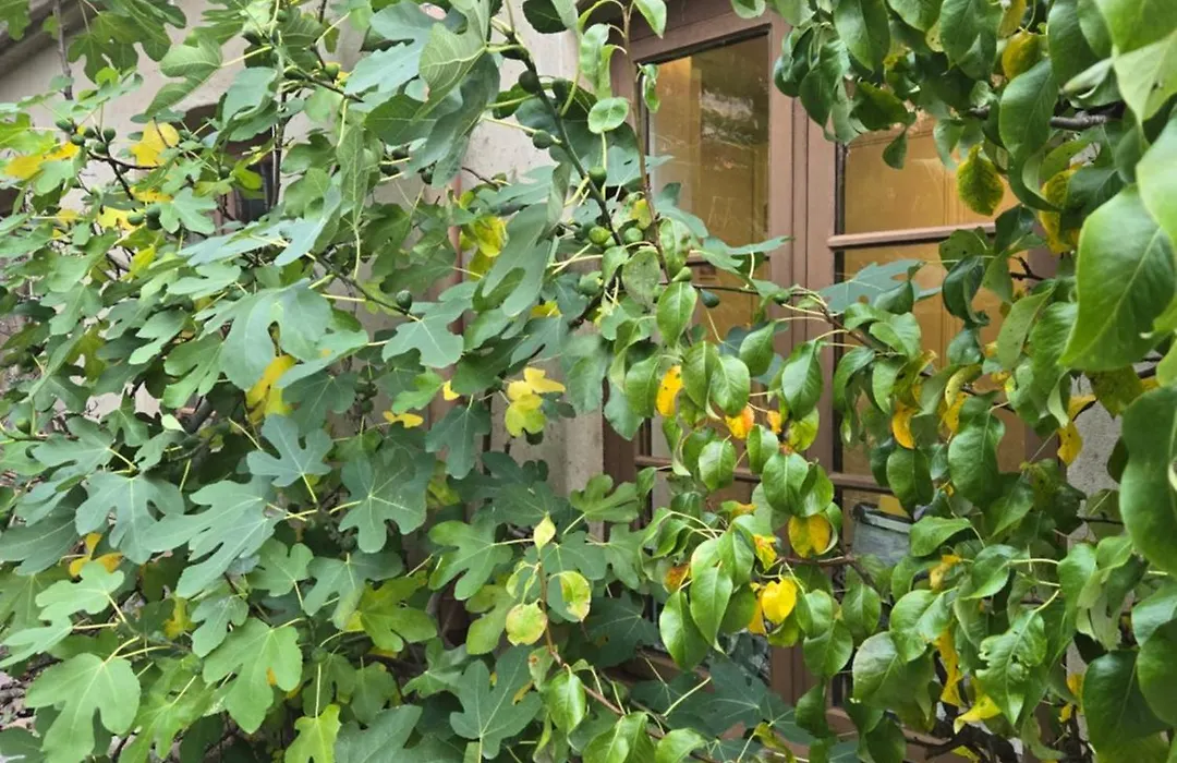 Brunius Guesthouse-1